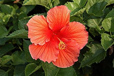 传闻：黑武士“达斯维达”或将加入《堡垒之夜》